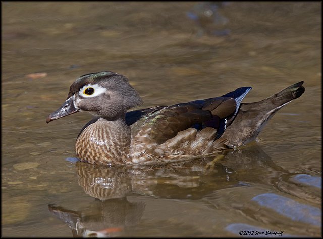 _2SB3084 wood duck hen.jpg
